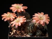Thumbnail of 1454_Rebutia crassa R642_20150502(1).jpg